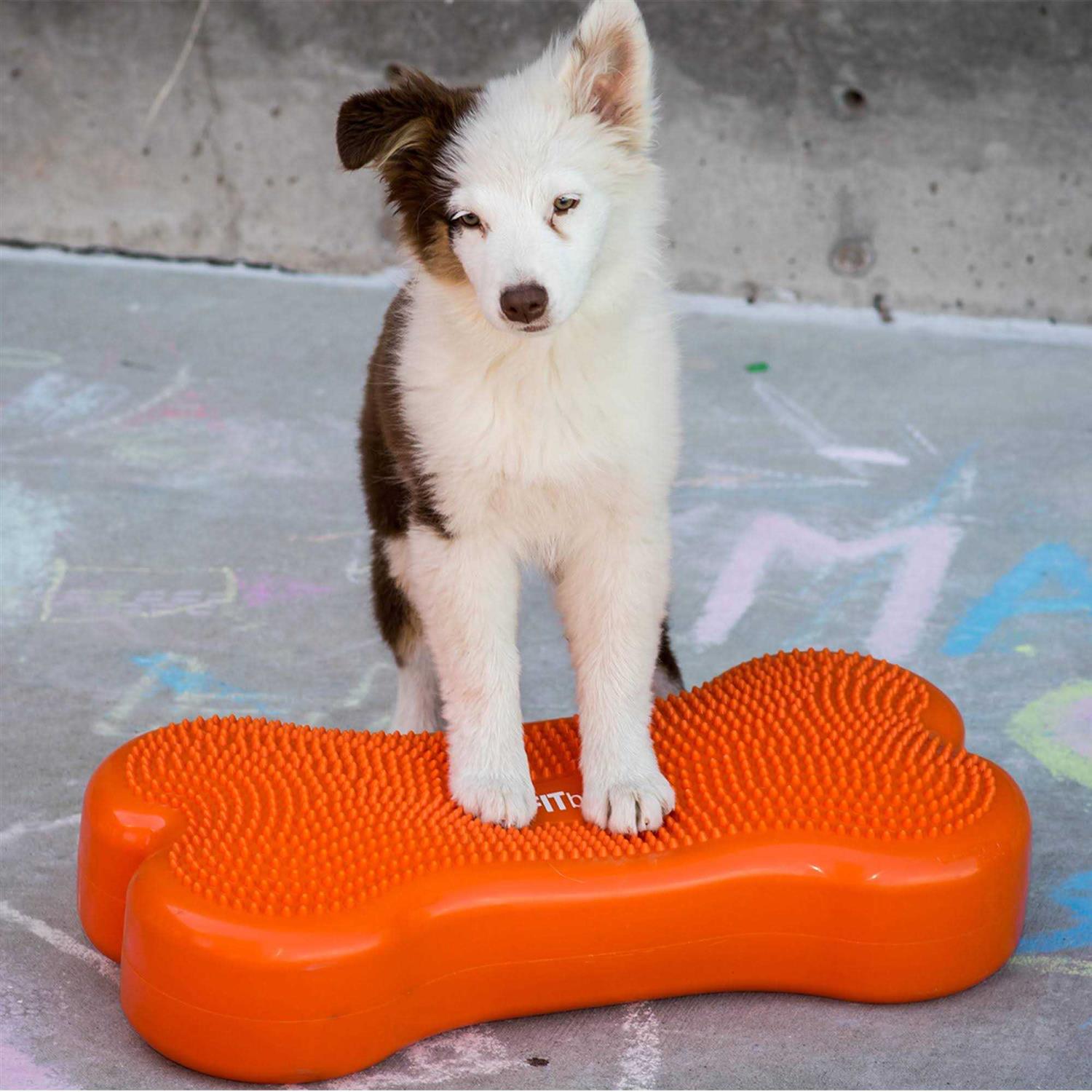 Alternative view of FitPAWS K9FITbone Agility Training