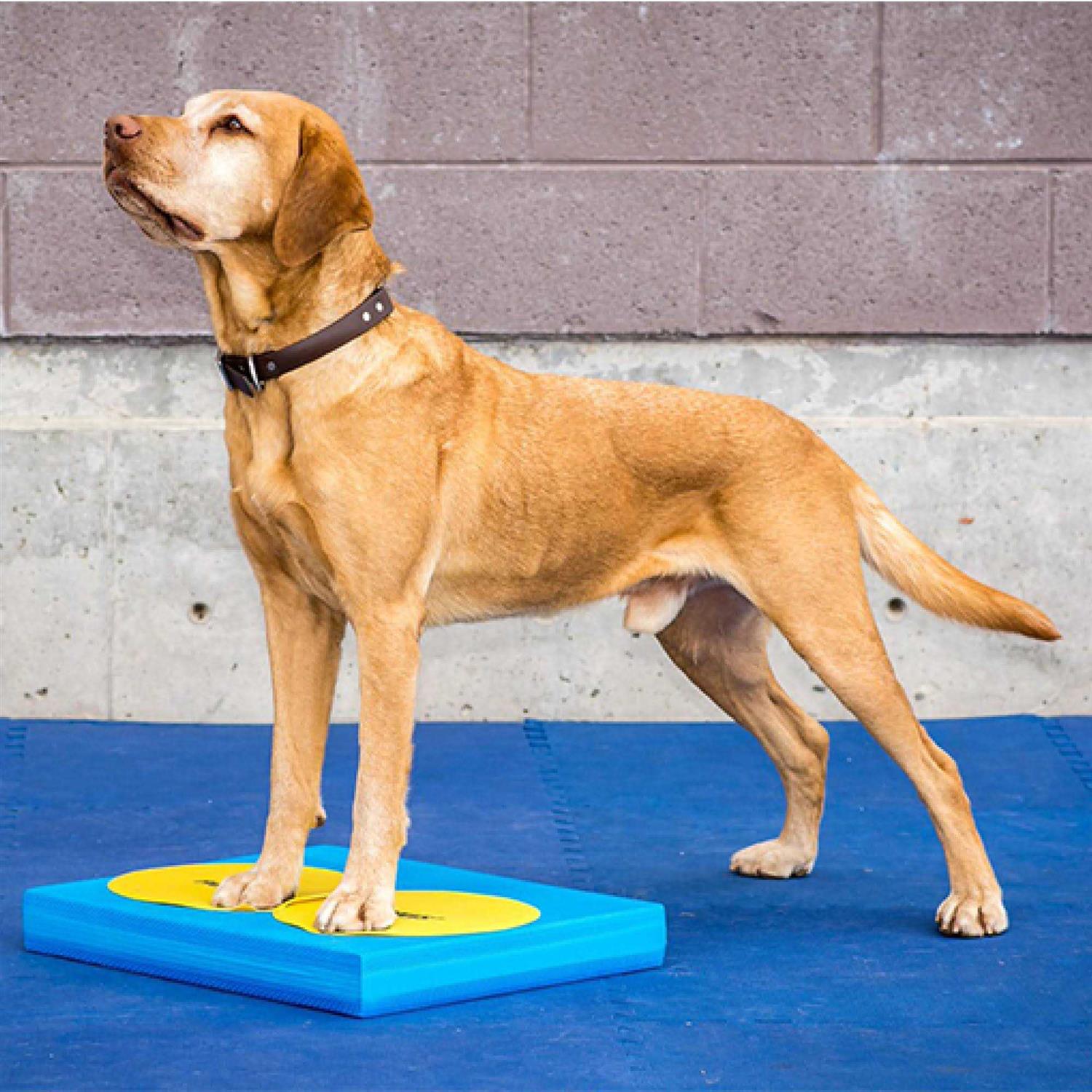 Alternative view of FitPAWS Targets