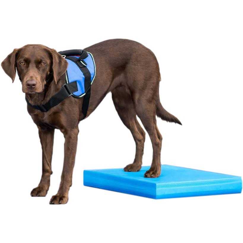 Alternative view of Balance Pad FitPAWS
