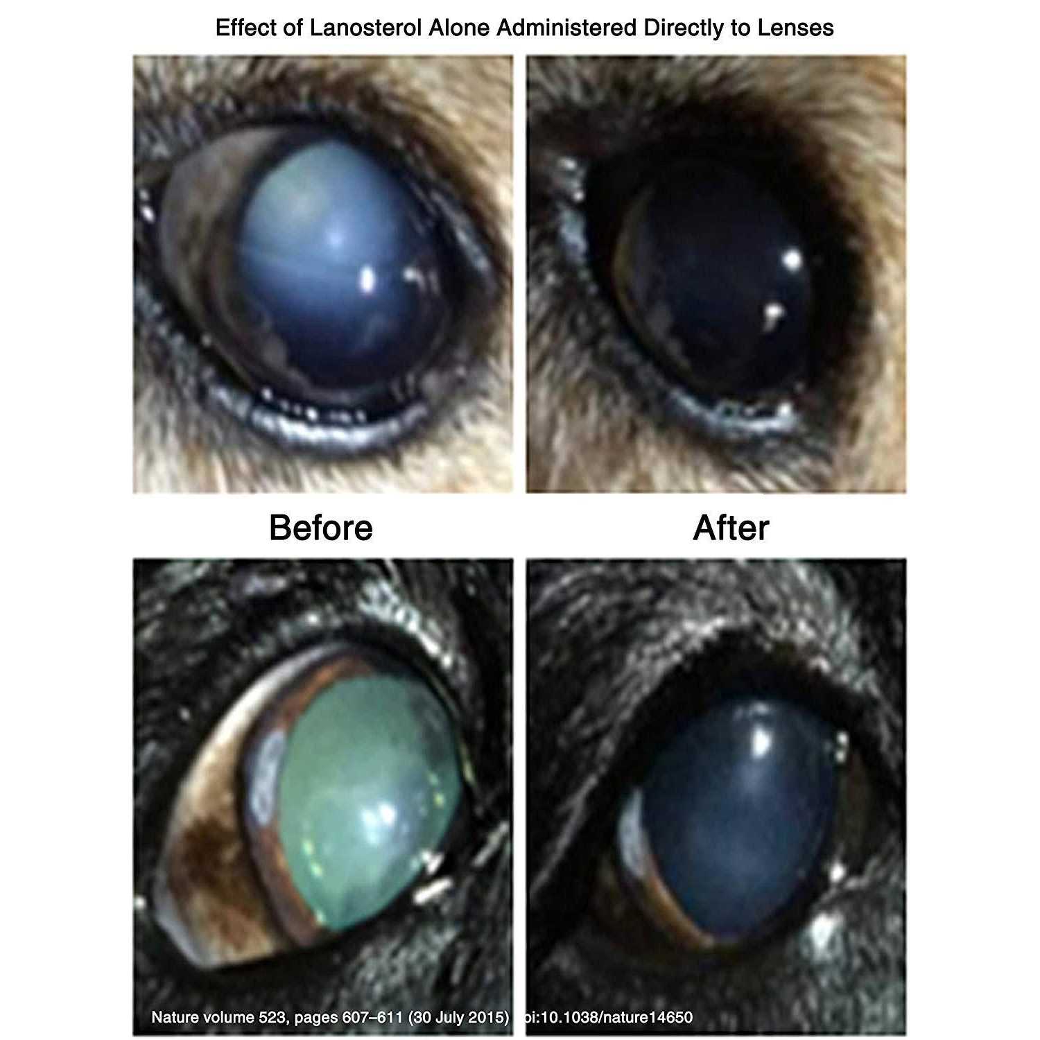 Alternative view of LumenPro Pet Cataracts Eye Drops