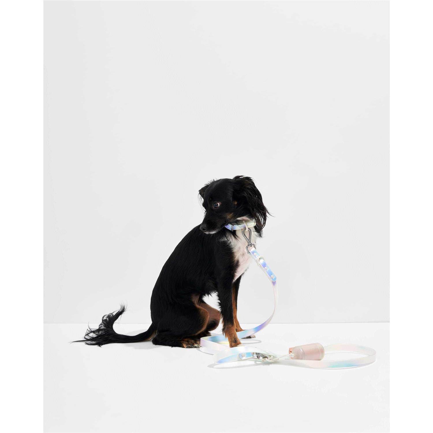 Alternative view of Wild One Dog Leash