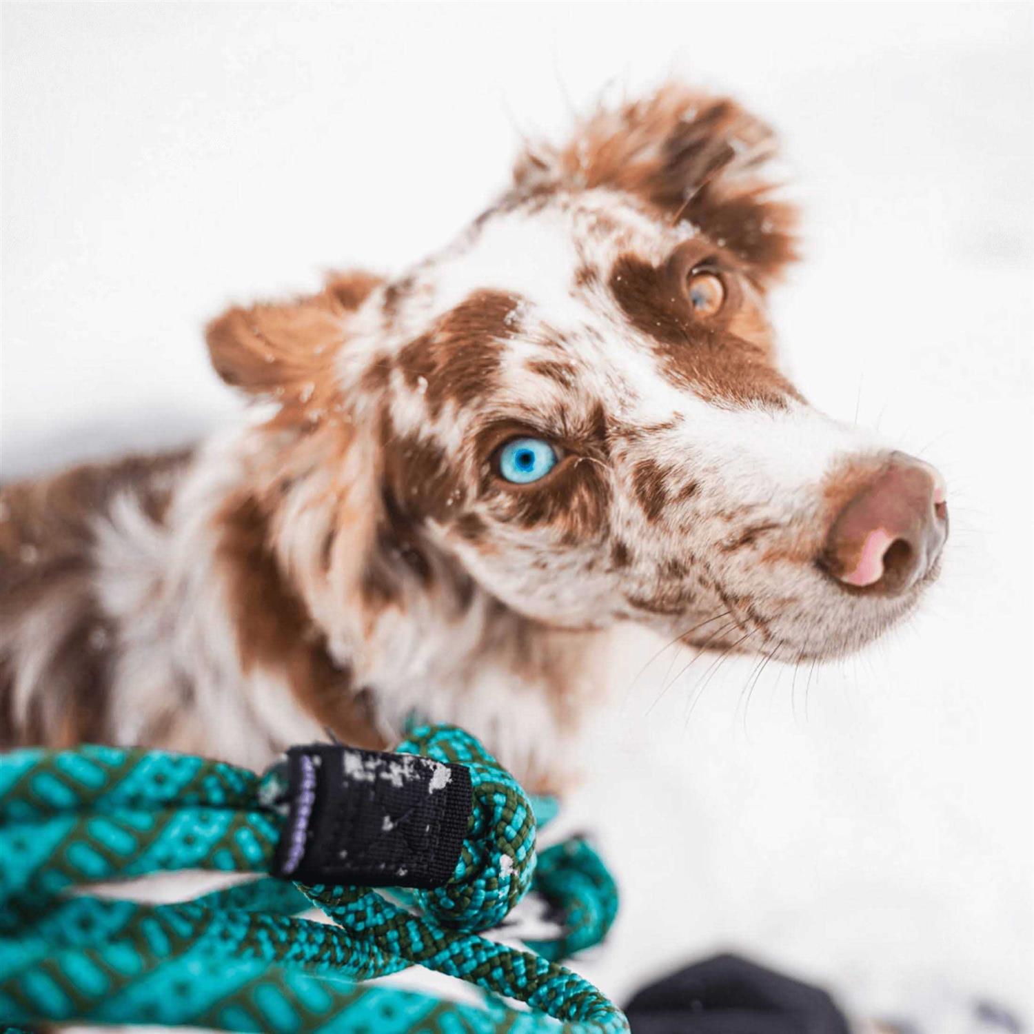 Alternative view of Wilderdog Carabiner Rope Leash
