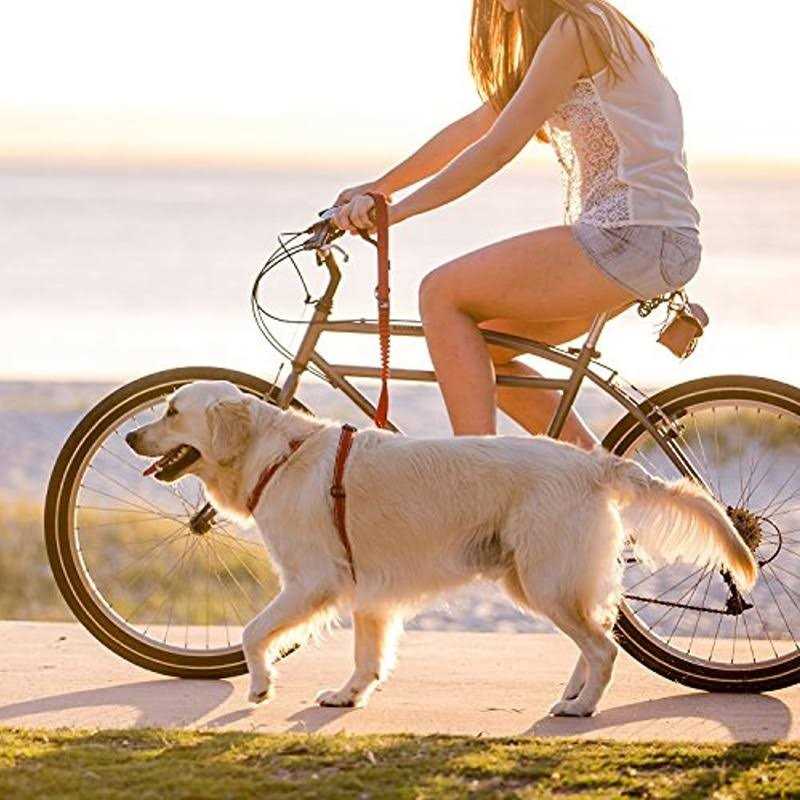 Alternative view of EzyDog Zero Shock Dog Leash