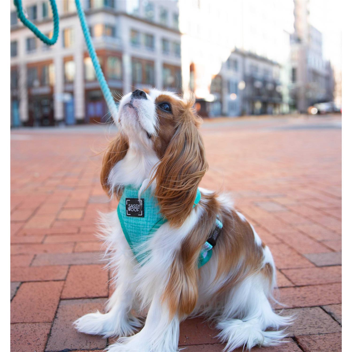 Alternative view of Dog Rope Leash Sassy Woof