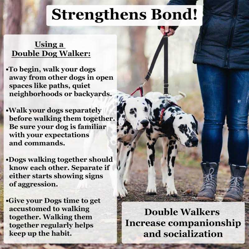 Alternative view of SunGrow Double Dog Walker Leash, 16-24 Inches in Length, Head Tilt Adjustable, Tin Alloy Snaps, Suitable for Dogs and Puppies
