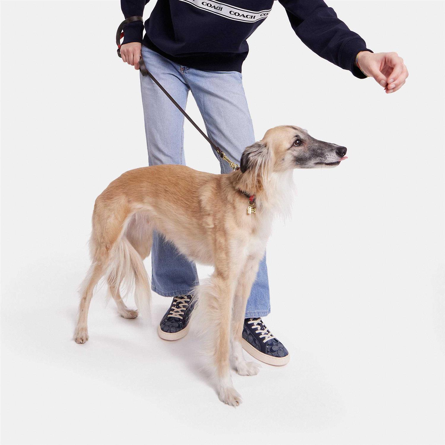 Alternative view of Coach Outlet Boxed Pet Leash In Signature Canvas