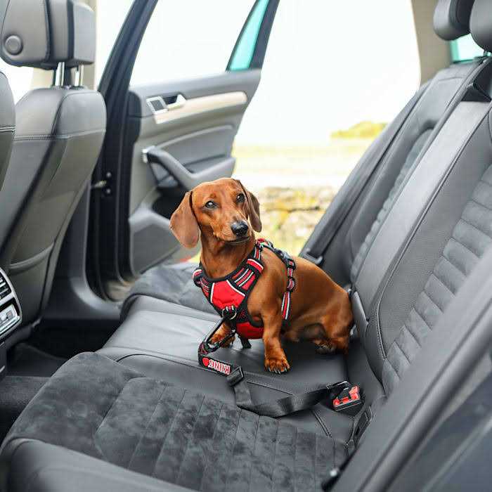 Alternative view of Kong Seat Belt Tether