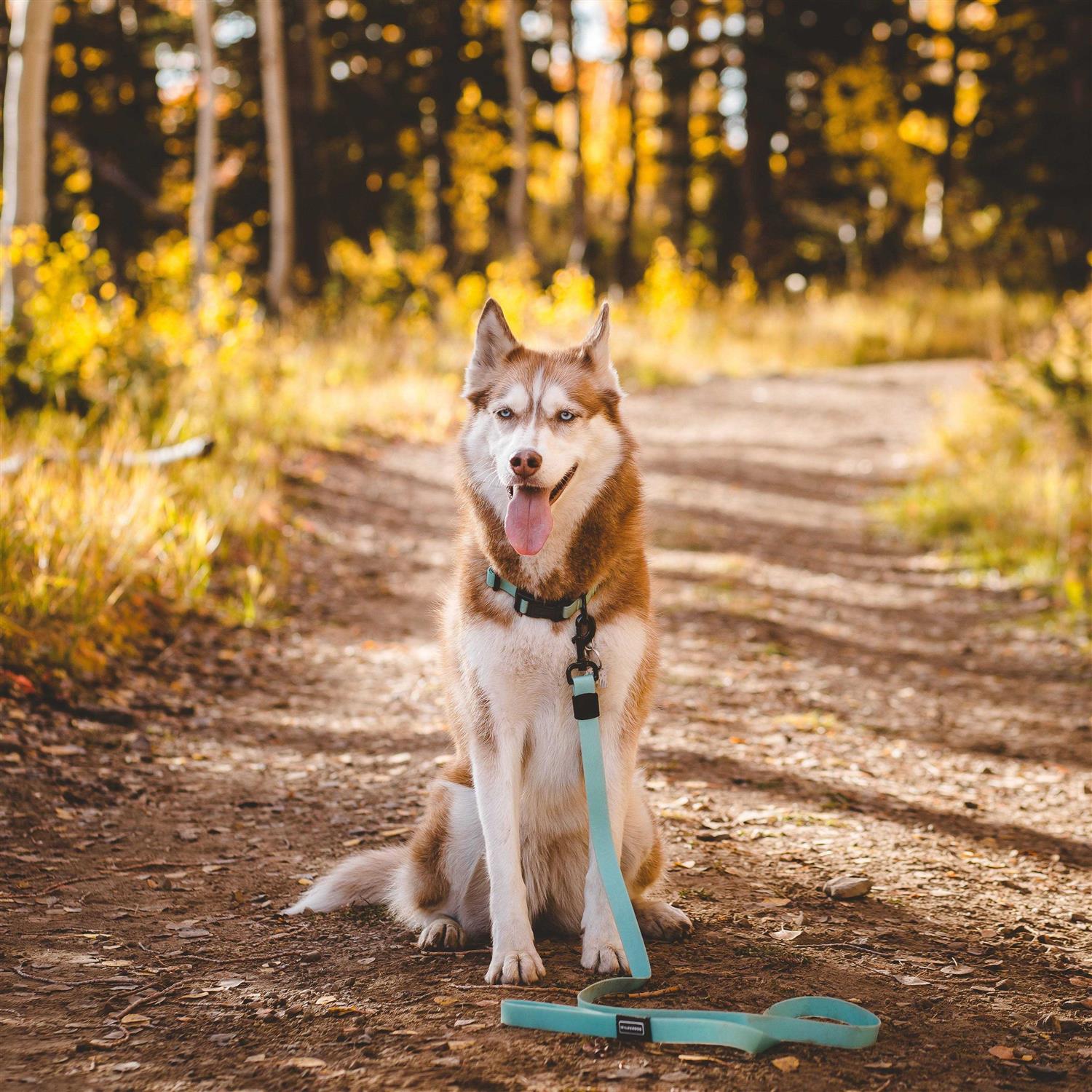 Alternative view of Wilderdog Waterproof Leash