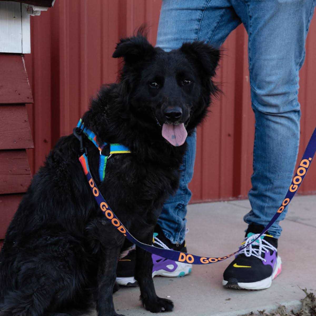 Alternative view of Wolfgang Dog Leash