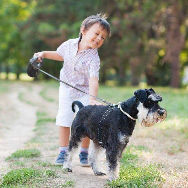 Alternative view of ThunderLeash Retractable Dog Leash