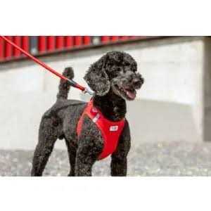 Alternative view of Curli Stretch Comfort Leash