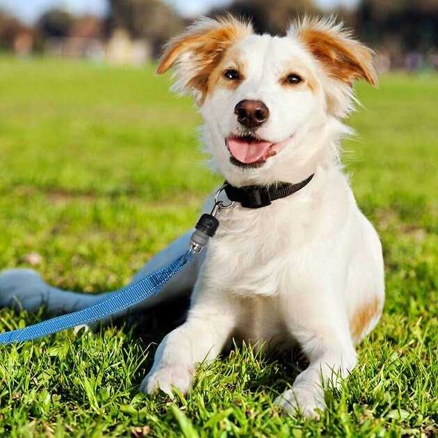 Alternative view of ThunderSnap Quick-Connect Dog Leash