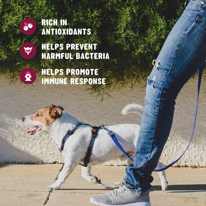 Alternative view of Active Chews Cranberry Supplement for Dogs Dog UTI Bladder Control for Dogs