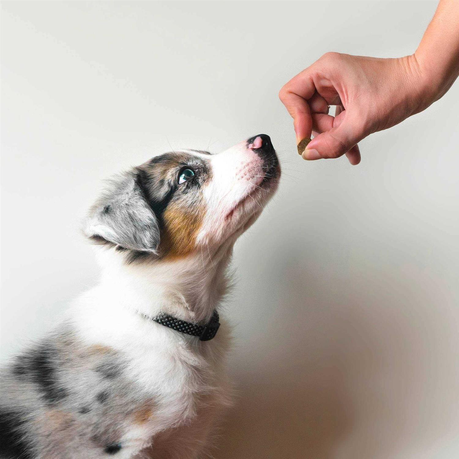 Alternative view of Zesty Paws Probiotic Bites