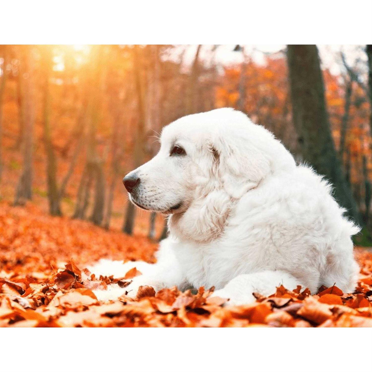 Alternative view of Pet Vitamin Co Krill Oil Shed-Free Soft Chews for Dogs