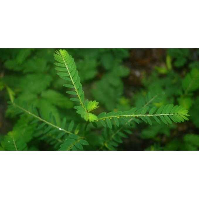 Alternative view of Natura Petz Organics Break It Up! Kidney & Bladder Stone Support for Cats