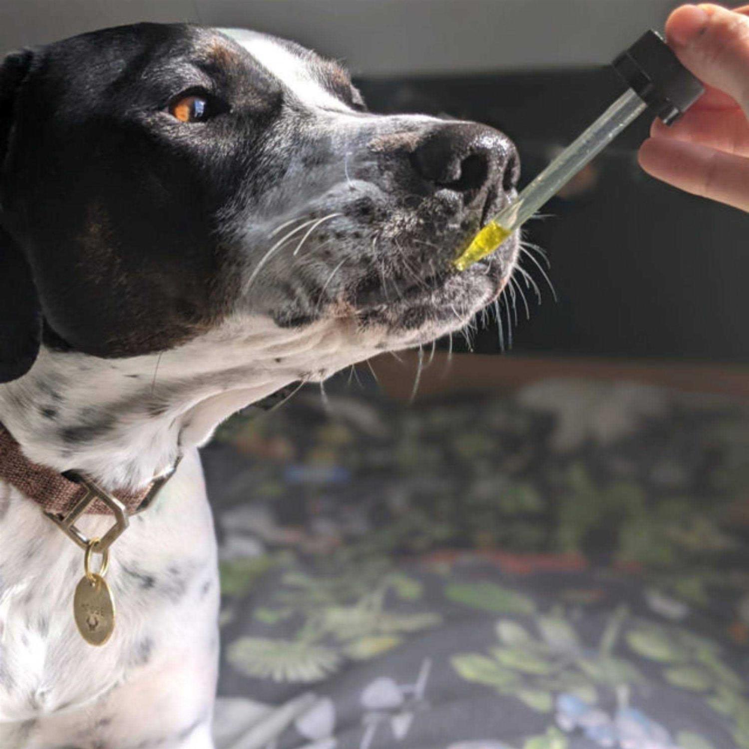 Alternative view of Hemp Well Calm Dog