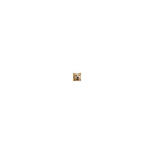 Alternative view of Amazing Nutritionals Amazing Turmeric for Dogs Curcumin Pet Antioxidant