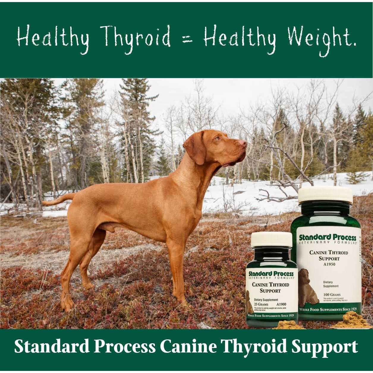Alternative view of Canine Thyroid Support