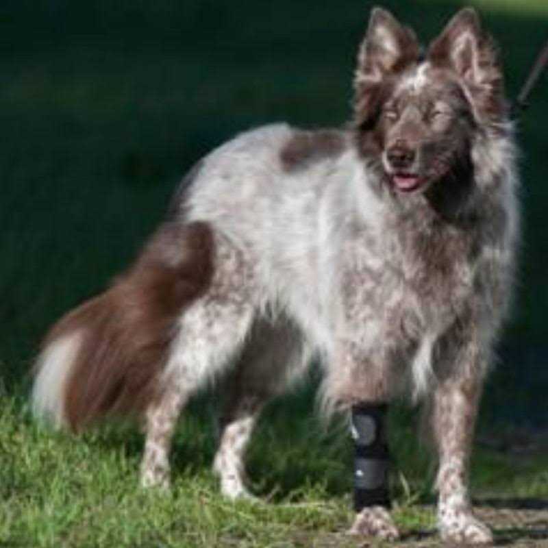 Walkabout Carpal Support Brace