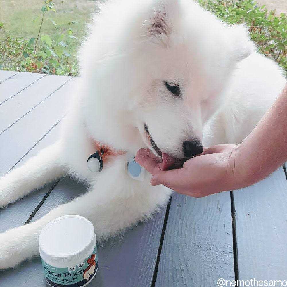 Alternative view of Great Pets Great Poop Probiotics for Dogs Fiber for Dogs Supplement with Dog Probiotics and Digestive Enzymes for a Healthy Gut