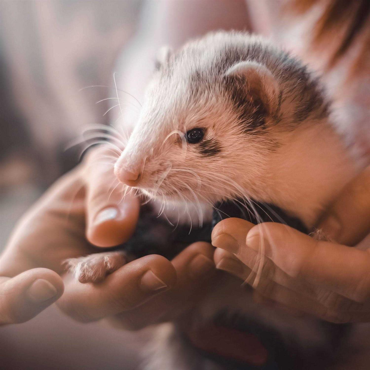 Alternative view of Beaphar Malt Paste Ferrets Vitamin