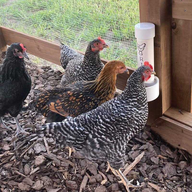 Alternative view of Cherry Stone Poultry Grit