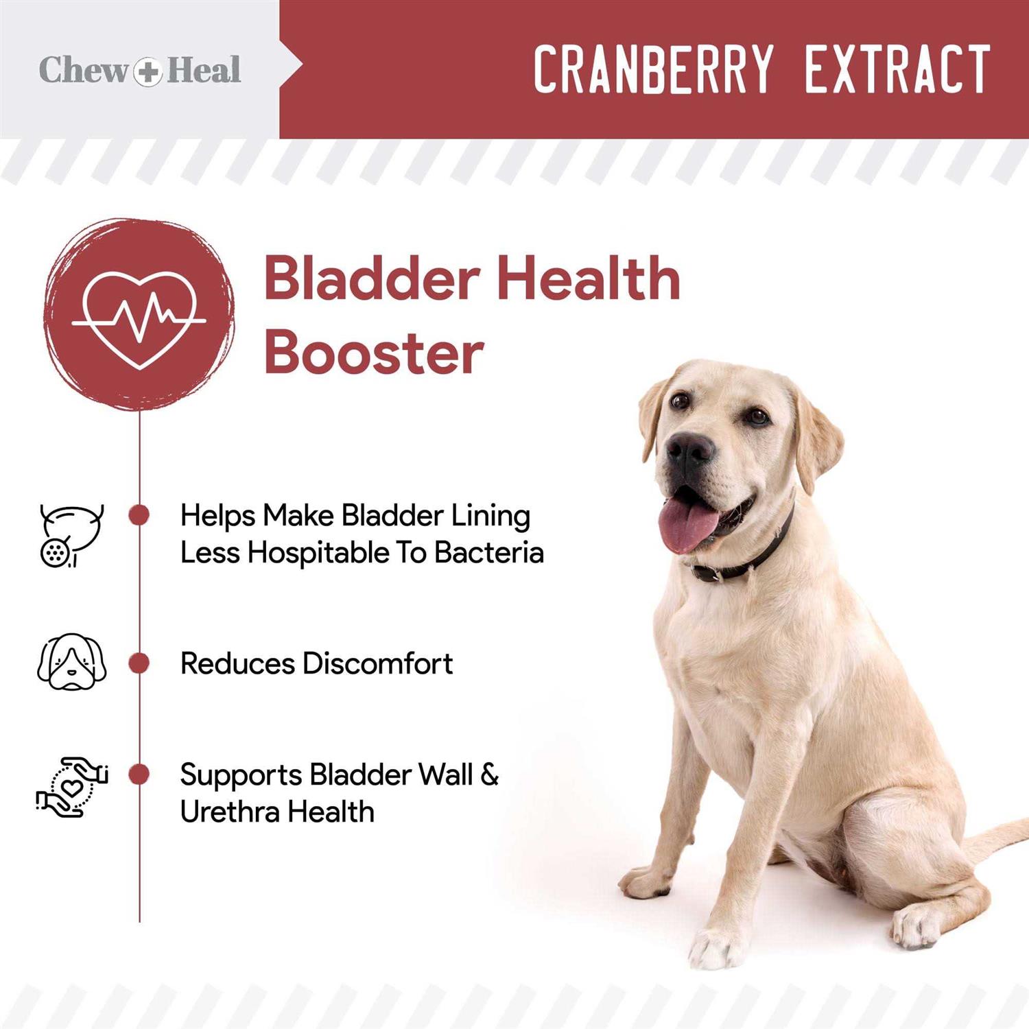 Alternative view of Chew + Heal UTI Treatment Cranberry Chews for Dogs