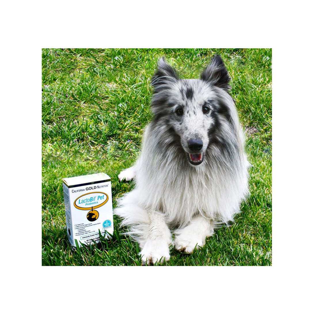 Alternative view of California Gold Nutrition LactoBif Pet Probiotics