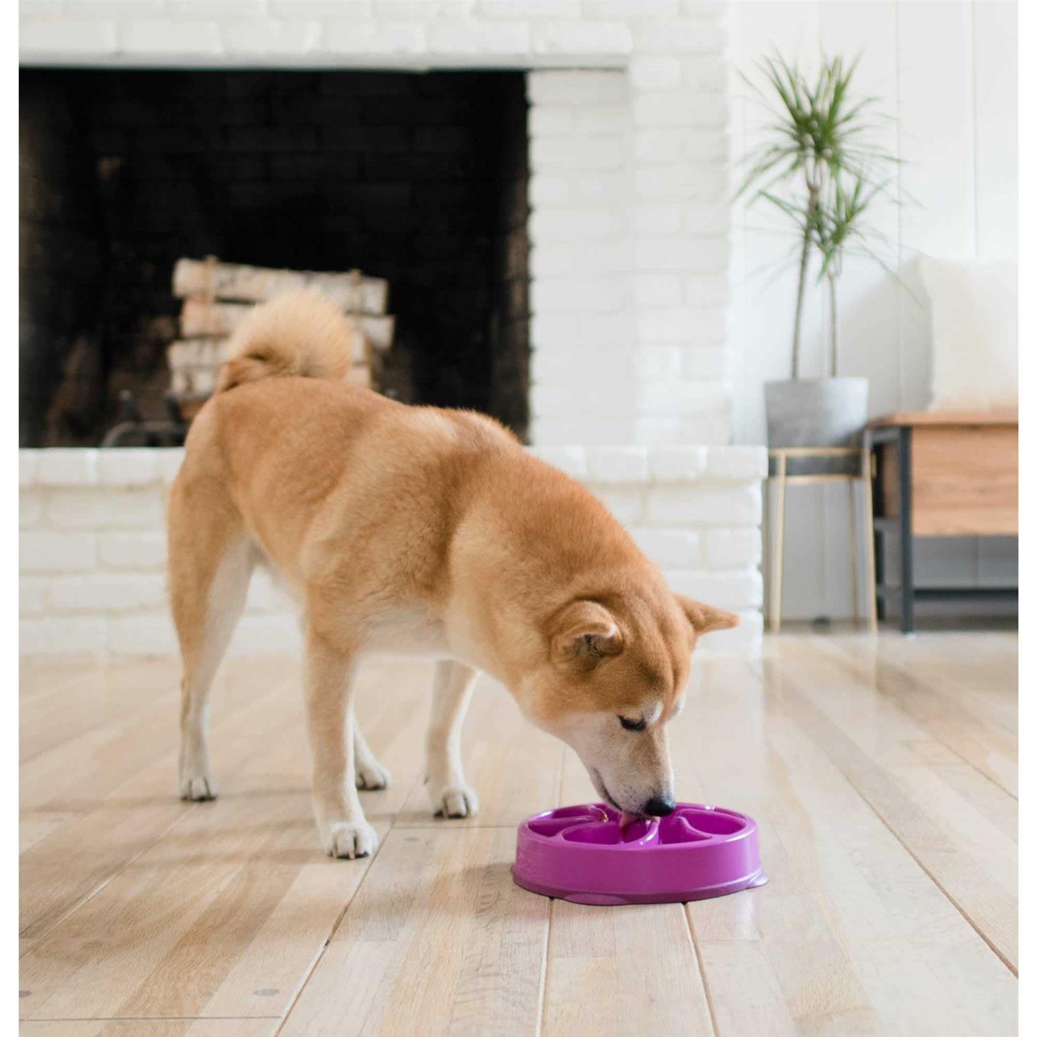 Alternative view of Outward Hound Fun Feeder Bowl