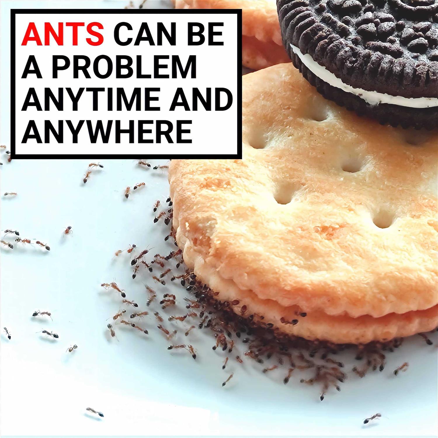 Alternative view of AntPad Ant Proof for Food Dish Ant Proof Dog Cat Pet Bowl
