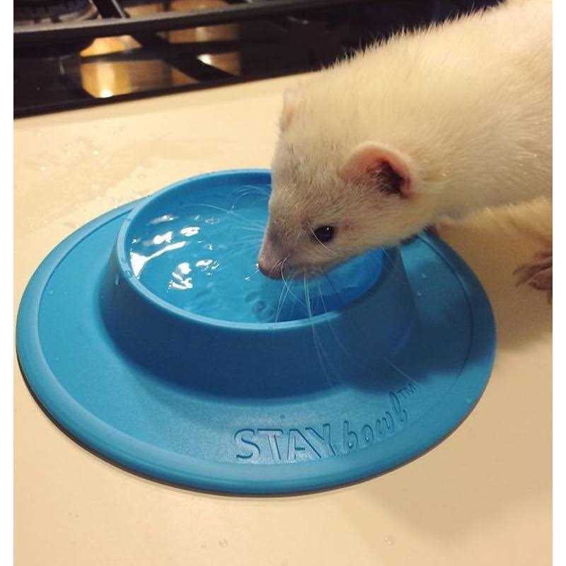 Alternative view of STAYbowl Tip-Proof Bowl for Guinea Pigs and Small Pets