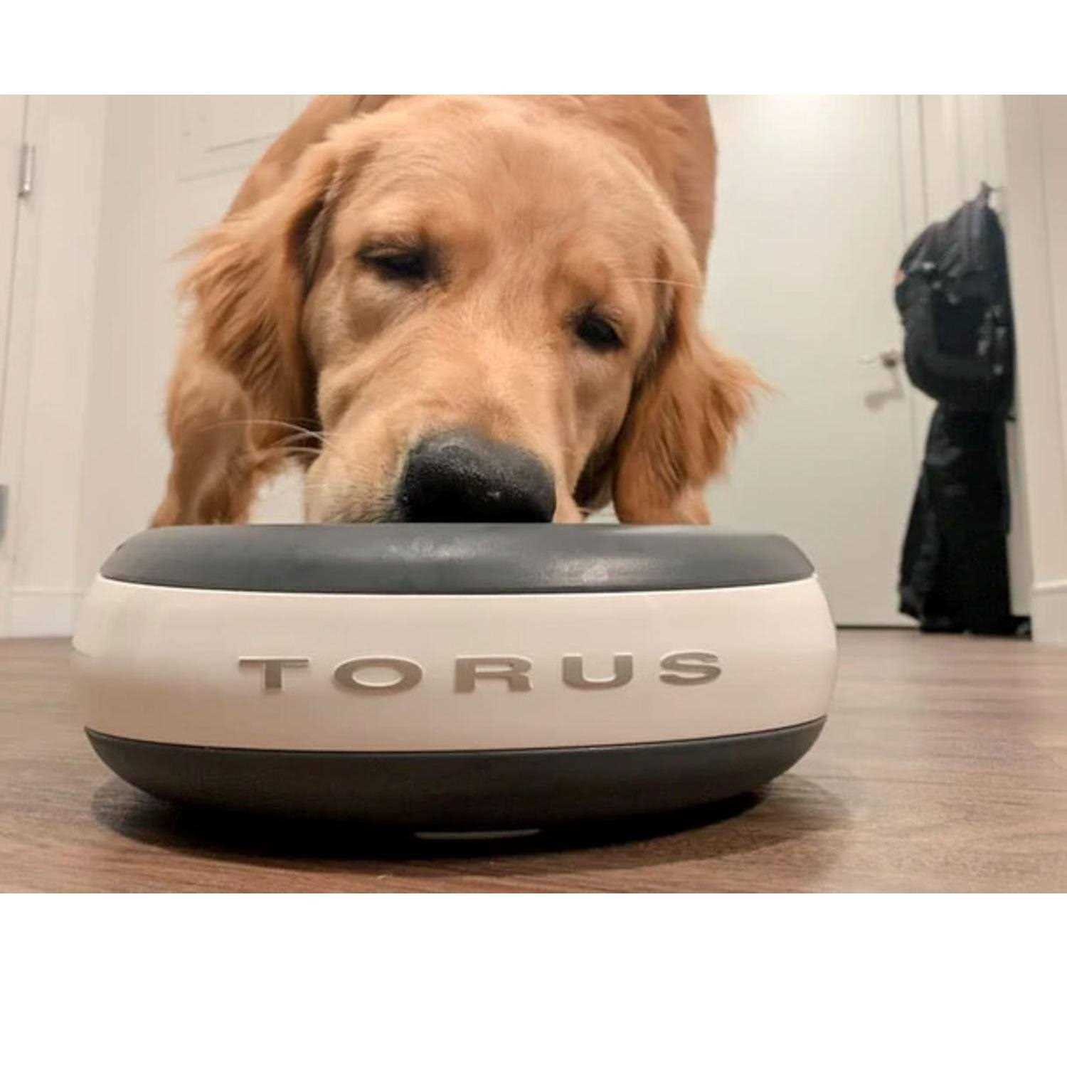 Alternative view of Torus Maxi Filtered Water Bowl 2-Liter
