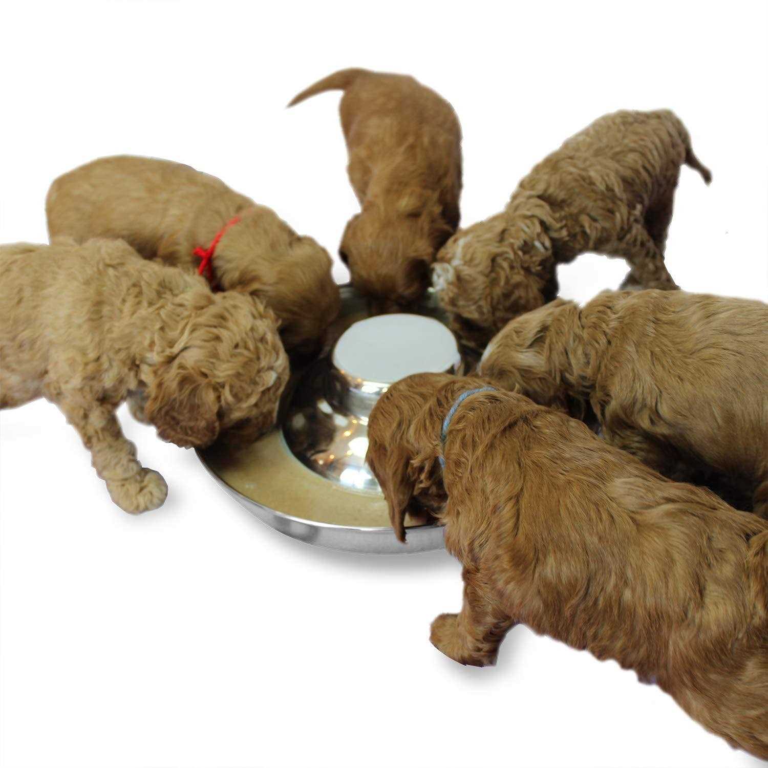 Podinor Stainless Steel Puppy Dog Bowls Pets Puppies Feeding Food and Water Weaning Bowls Dishes Feeder