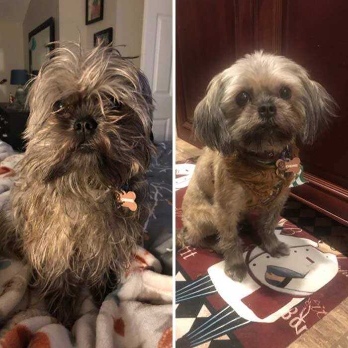 Alternative view of SAYFUT The Quietest Dog Hair Clippers That Doesn't Scare Your Pet