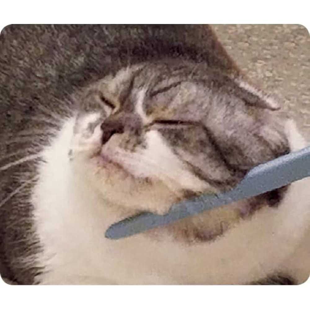 Alternative view of Wataoka The Nekojasuri Cat Groomer
