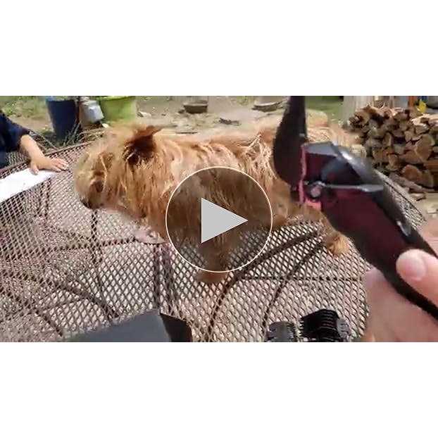 Alternative view of Haokry dog clippers for grooming low noise rechargeable dog grooming kits cordless pet grooming tool professional dog hair trimmer
