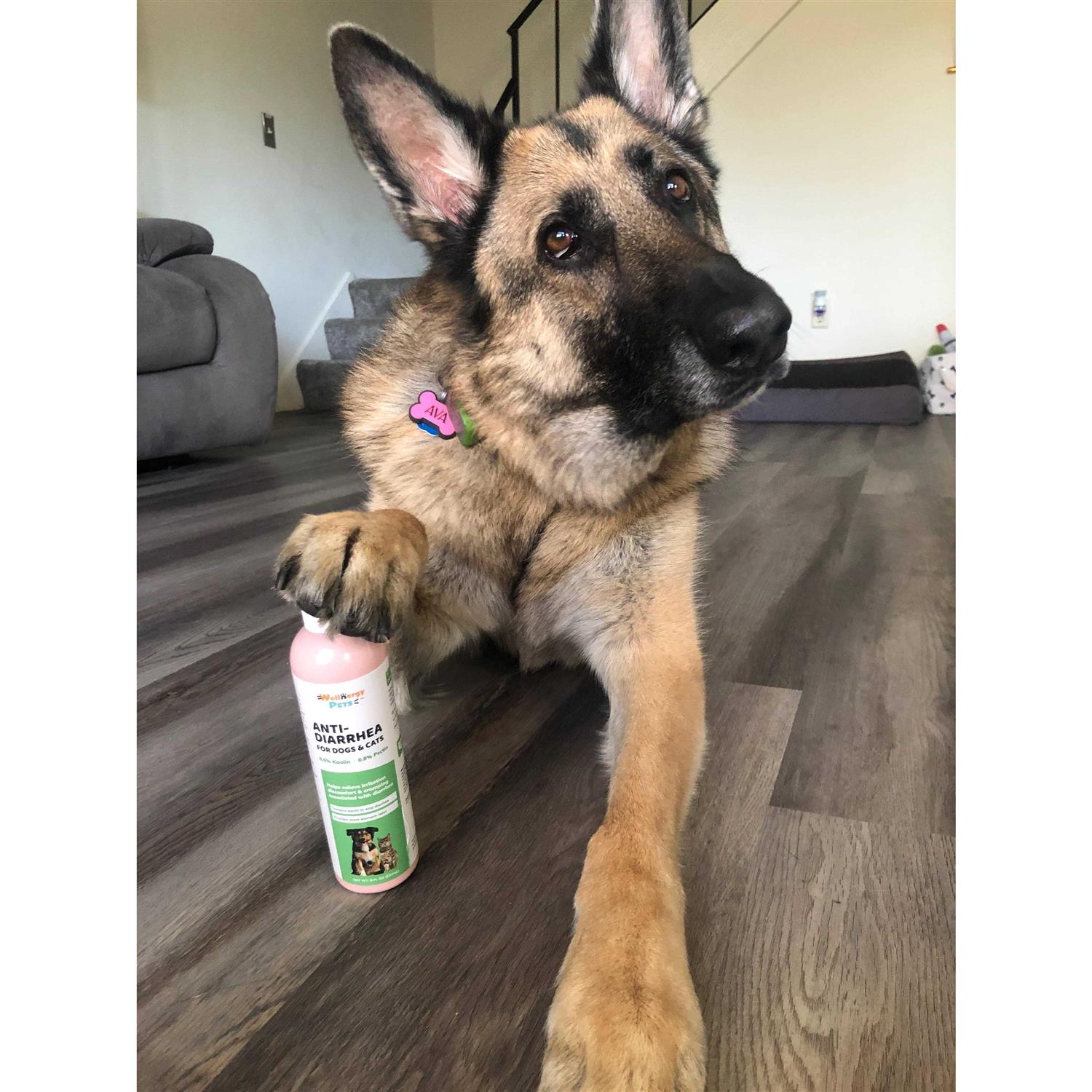 Alternative view of Wellnergy Pets Anti-Diarrhea for Dogs & Cats