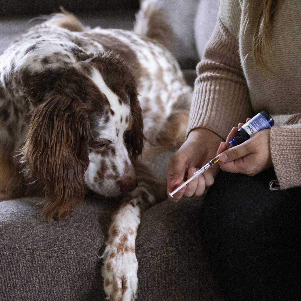 Alternative view of ElleVet Hemp Oil For Mobility Calming & More For Dogs