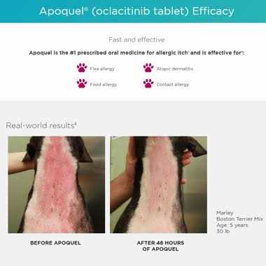 Alternative view of Apoquel 16 mg for Dogs