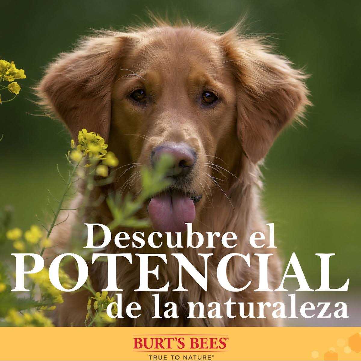 Alternative view of Burt's Bees for Pets Nose & Paw Manuka Honey Lotion