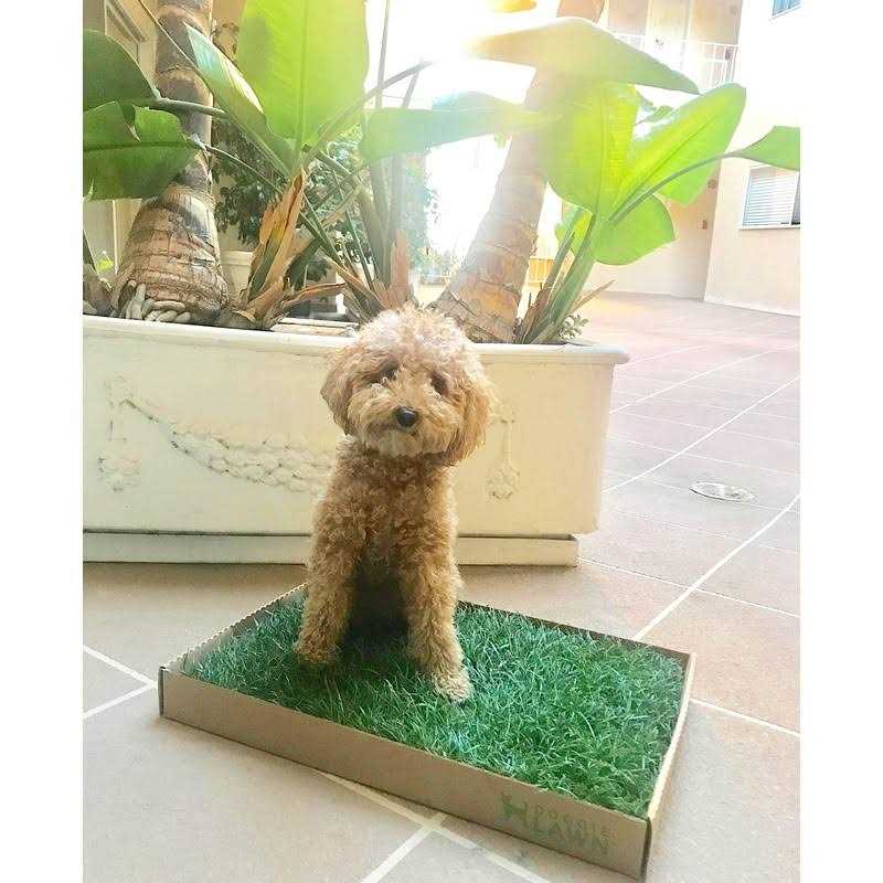 Alternative view of DoggieLawn Real Grass Puppy Pee Pads 24 x Perfect Indoor Litter Box for Dogs