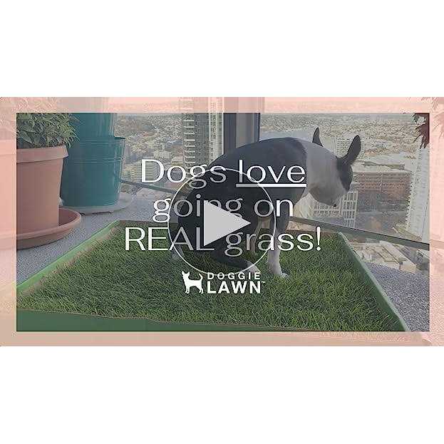 Alternative view of DoggieLawn Real Grass Puppy Pee Pads 24 x Perfect Indoor Litter Box for Dogs