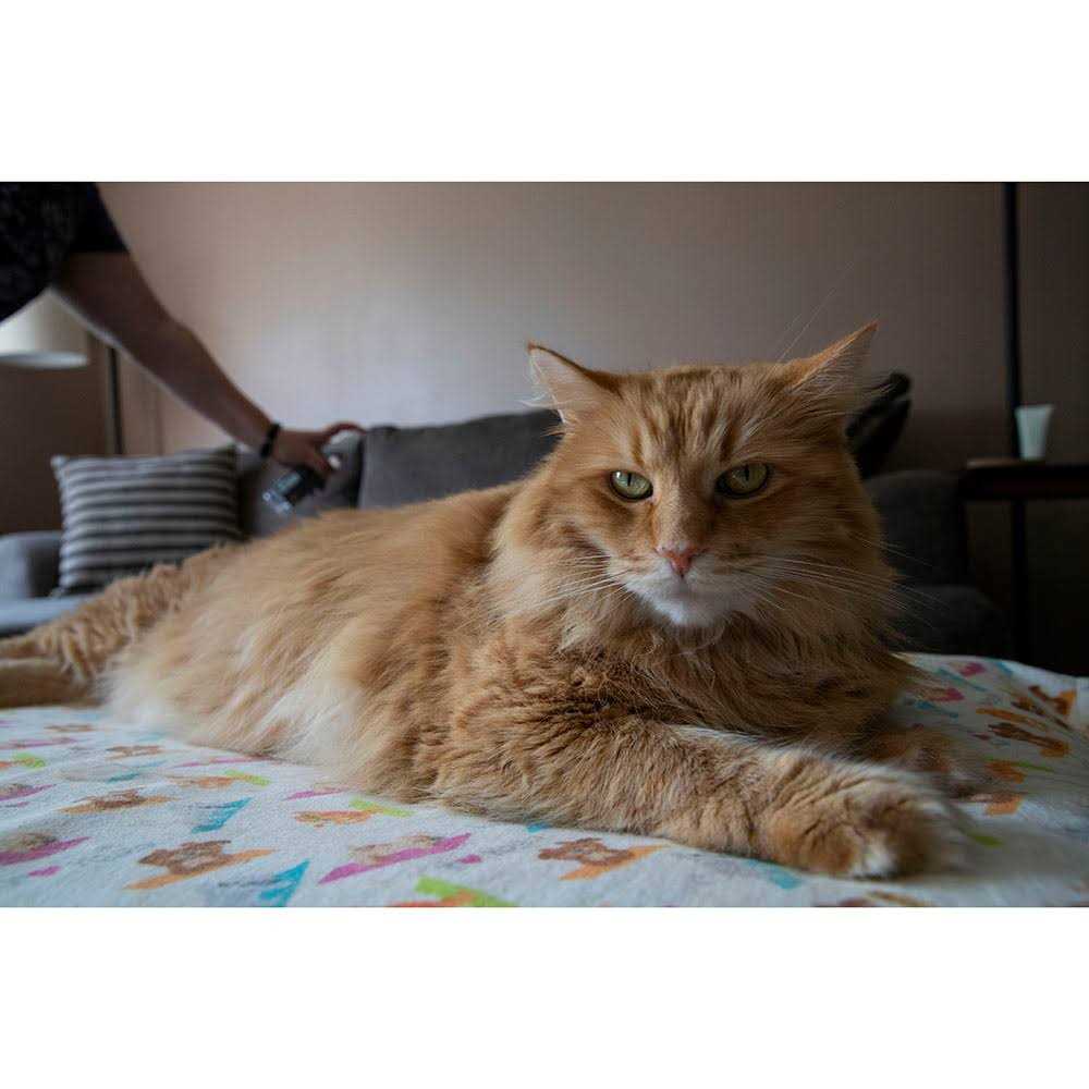 Alternative view of TriNova Off Furniture Spray Deterrent for Pets cats Dogs