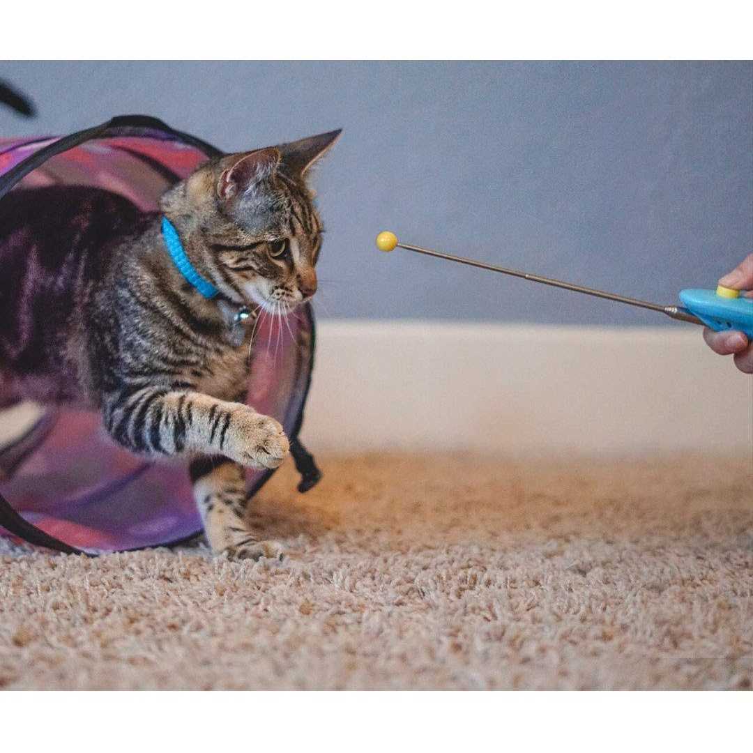 Alternative view of Cat SCHOOL Clicker Training Kit 1 Cat Training Clicker 1 Target Stick