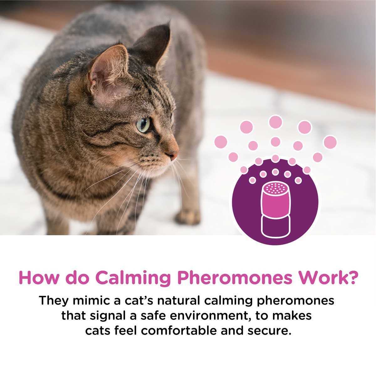 Alternative view of Comfort Zone Calming Diffuser Kit