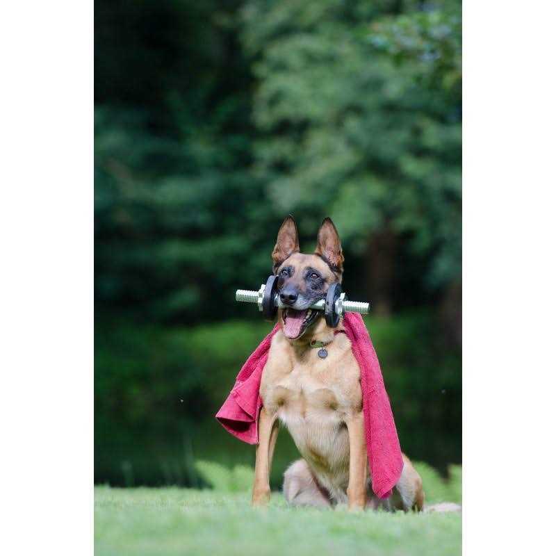 Alternative view of FARAER Dog Treats Training Pouch Magnetic Closure Dog Treat Bag with Training Clicker