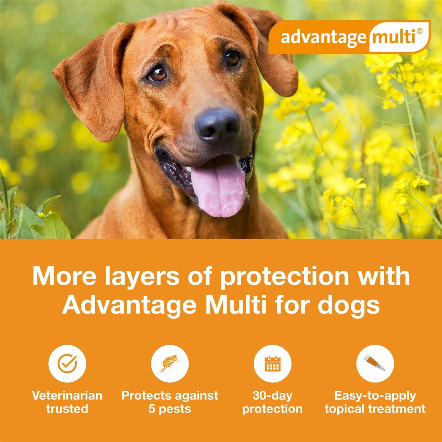 Alternative view of Advantage Multi for Dogs