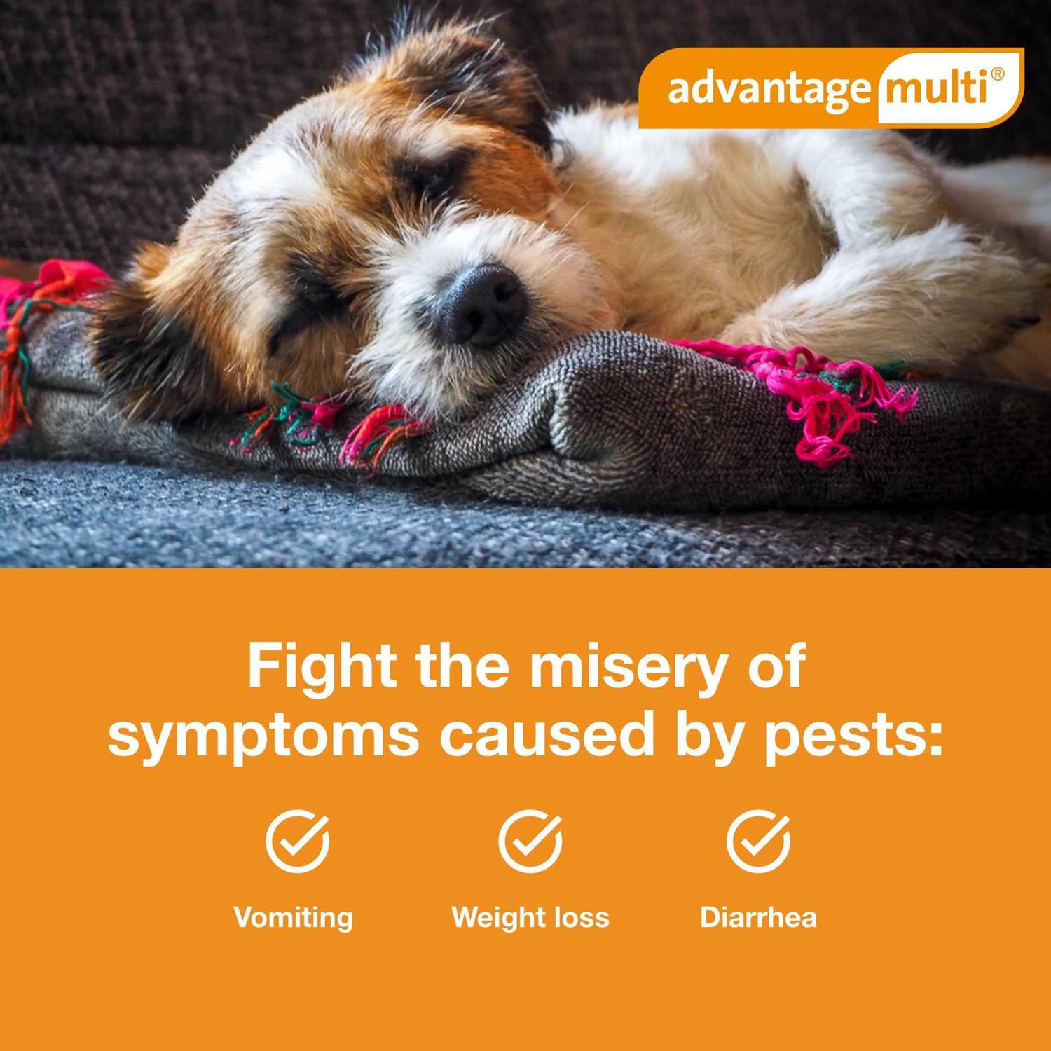 Alternative view of Advantage Multi for Dogs