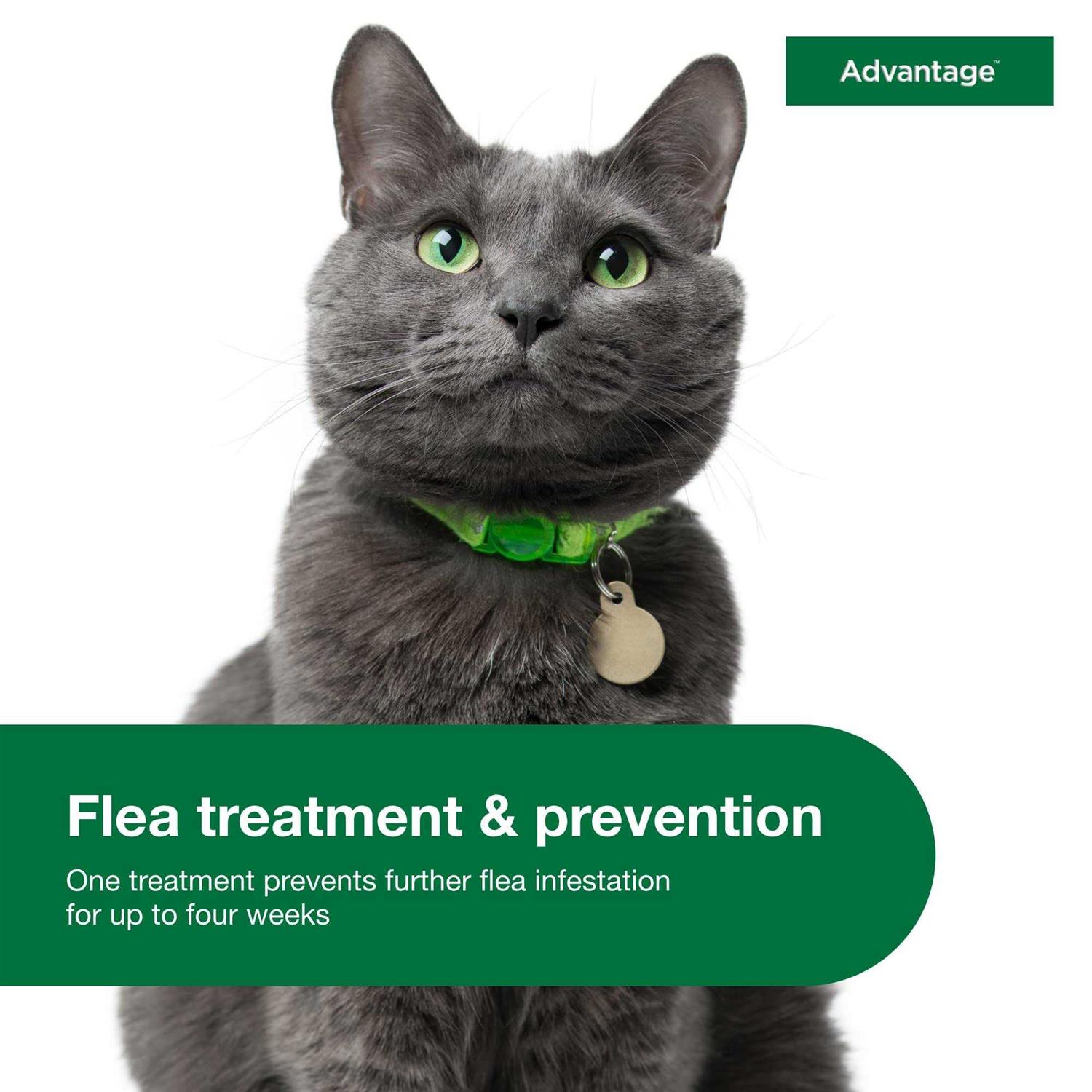 Alternative view of Advantage Topical Flea Prevention for Large Cats